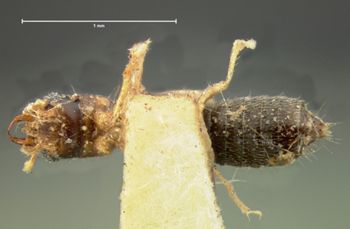Media type: image;   Entomology 6553 Aspect: habitus ventral view